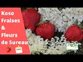 Koso fraises  fleurs de sureau  recette dun sirop cru