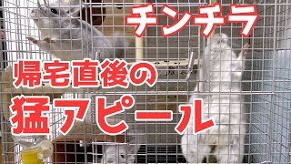とにかく外に出たいチンチラが、丸見えになっちゃった瞬間を捉える…。