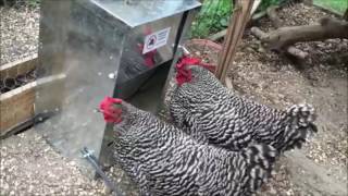 black and white chicken feeding video