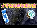 メダカの卵の洗い方~採卵した卵から付着糸を取りキレイに洗浄する方法~仕分けにも最適!