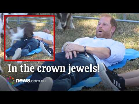 Ouch! Goat jumps straight onto Prince Harry's groin