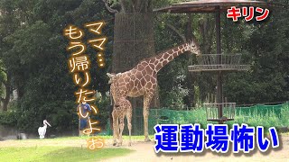 キリンの赤ちゃん リュウト！初めての外の運動場。（おまけ映像有り）