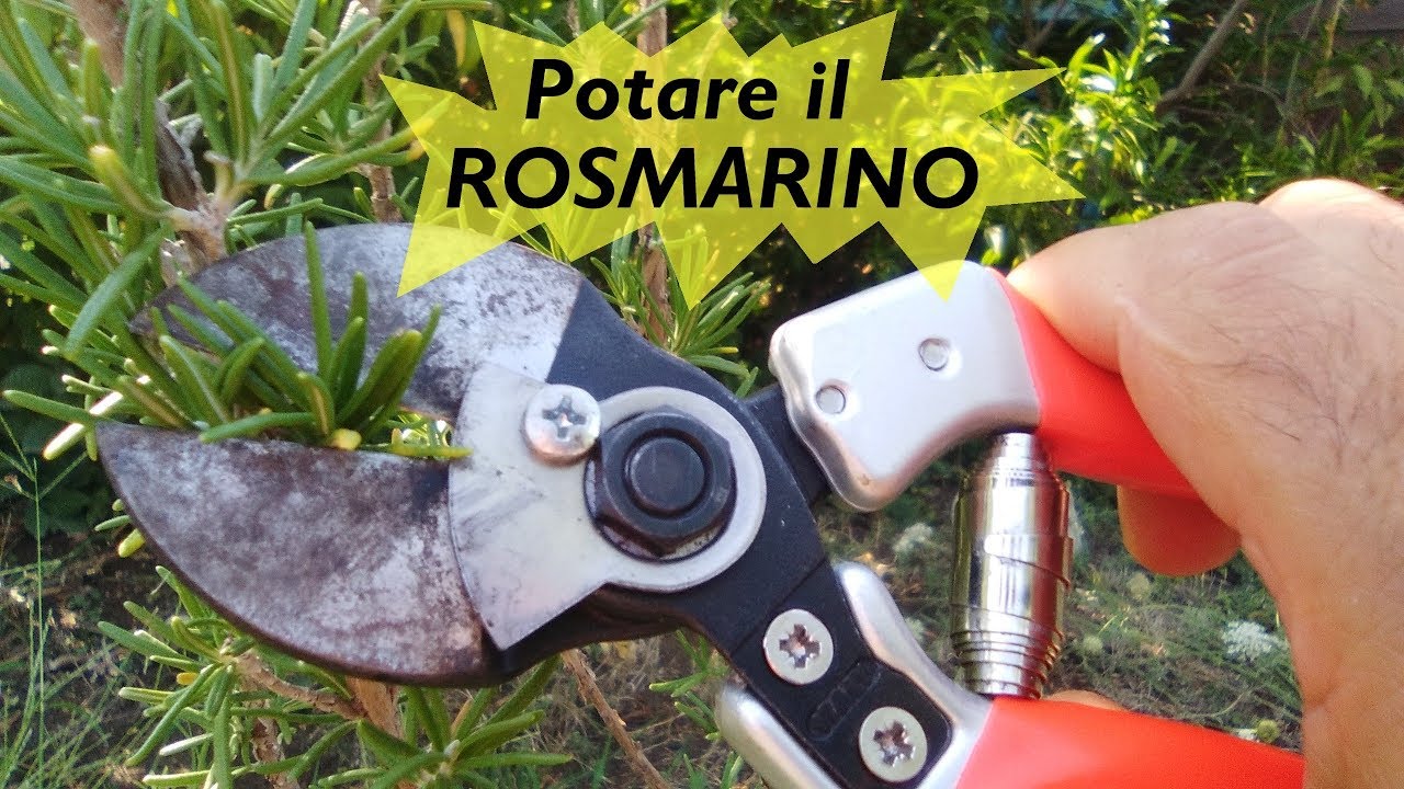 Potare il rosmarino youtube Come potare gerani