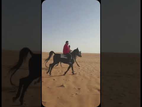خيل عربي اصيل ادهم كرار اللوى ملك لمربط الجوبه
