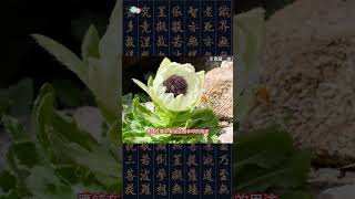 天山雪蓮印#shorts