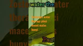 Download Lagu Zosterops water therapy pleci macet bunyi MP3