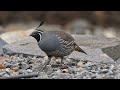 طيور جميلة Lovely Birds سبحان الله الخالق العظيم 