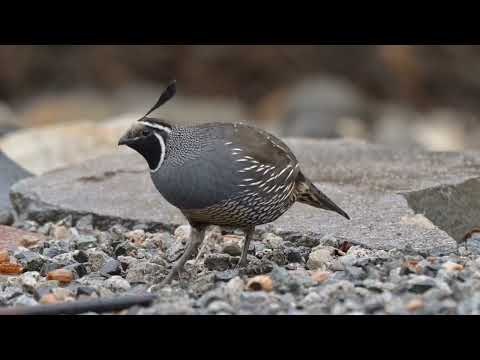 طيور جميلة Lovely Birds سبحان الله الخالق العظيم 