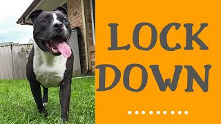 Quarantine Life American Staffy Lockdown Rocky Vernon Vlogs