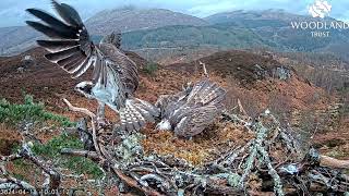 Affric 152 is attacked by a strange Osprey on Loch Arkaig Nest One 18 Apr 2024 (slomo repeat)