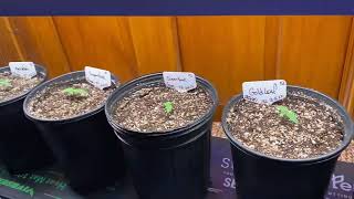 Seedlings update (starting to do a every day show) Coming Soon!!!