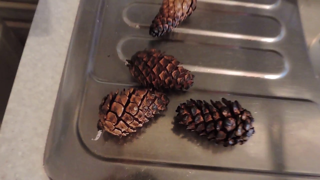 шишка семенная сосновая. кривыми носами доставали из шишек семена. семена шишек сосны. природный материал шишки. кривыми носами доставали из шишек семена.