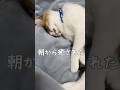 【大家族】保護から3ヶ月、伸びるねこちゃん #保護猫 #野良猫 #猫のいる暮らし