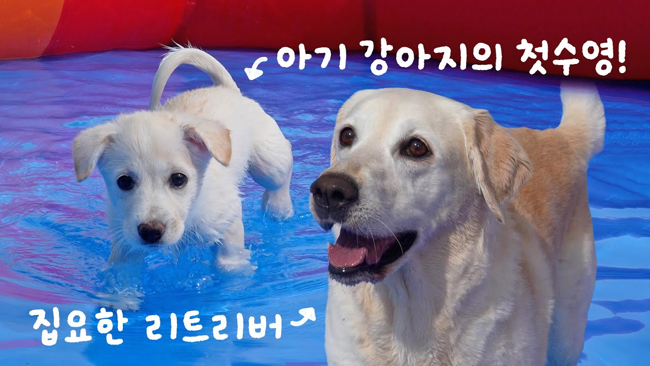 귀여운 아기 강아지들의 첫 물놀이! 🌊그리고...역대급 집사 잡는 리트리버....ㅠㅠ
