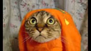 Прикол про котов! Звук погромче и на весь экран, то так не интересно будет Прикол про котов! Звук погромче и на весь экран, то так не интересно будет