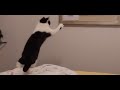 Cat trying to catch a fly