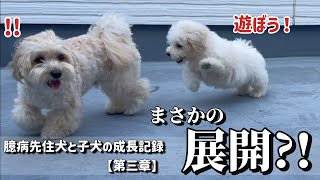 【成長記録】バルコニーで初対面!予想外の展開に!【臆病先住犬と暴れん坊子犬の物語:第三章】