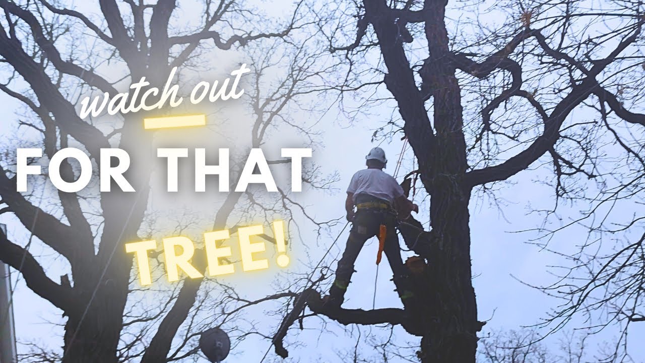 Removing Branches Over Our House and Power Lines - YouTube