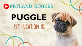 Everything you need to know about Puggle puppies! by Petland Rogers 20 views 8 months ago 36 seconds