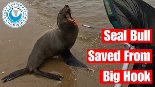 Seal Bull Saved From Big Hook