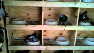 Racing Pigeons on late hatch eggs.