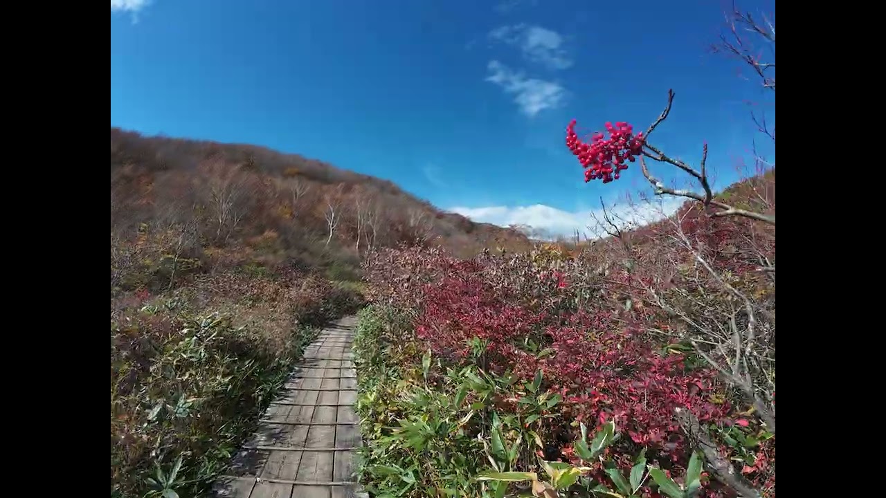 白馬五竜高山植物園