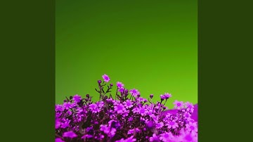 Background for Simple Curiosity