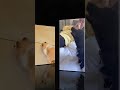 The Funniest DOGS of 2026 So Far 😂🐶 Funny Dog Videos #dog #funny