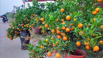 Quất Thế trên ruộng.2022 Tổng hợp Vùng Quất Cảnh Siêu Đẹp Lạ Lùng.nhỏ mà có võ.