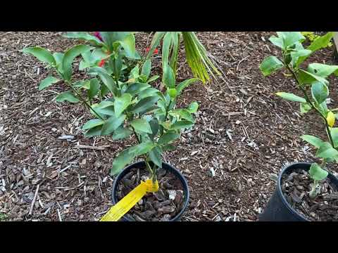 Half hardy citrus