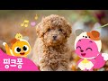 귀여운 아기 강아지 🐶 | 아기동물 동요 | 멍멍! 보들보들 귀여운 강아지랑 놀아볼까요? | 핑크퐁! 인기동요