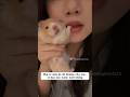 Bé này dễ thương mà khó nuôi, không biết có bạn nào nuôi không mình cho nè 🐭🥰 #trendingshorts #viral