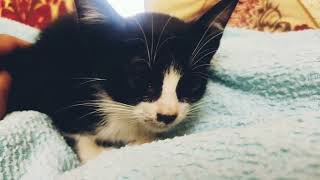 a new kitten rescued by me by Cats Kingdom 919 views 1 year ago 52 seconds