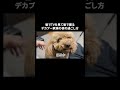 皆でTVを見て皆で寝る デカプー家族の夜の過ごし方【多頭飼い】 ♯shorts