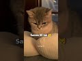 lol. #meme #funny #explore #cat #chotabheem @stvryy_87 😹
