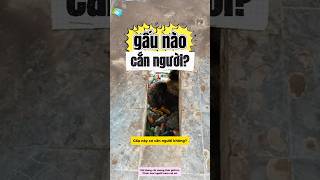 Chia sẻ 8 loài gấu, gặp ngoài tự nhiên phải cẩn thận!!! #hamanungniu #shorts
