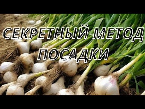 Посадила чеснок целыми