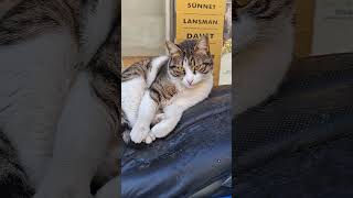 Mama için abone olalım #cat #katzen #kedilerindünyası #pişik #kedi #kedivideolari #konusankediler