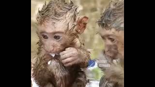 Спасенные при наводнении. Baby monkeys are fed after being rescued from the flood.