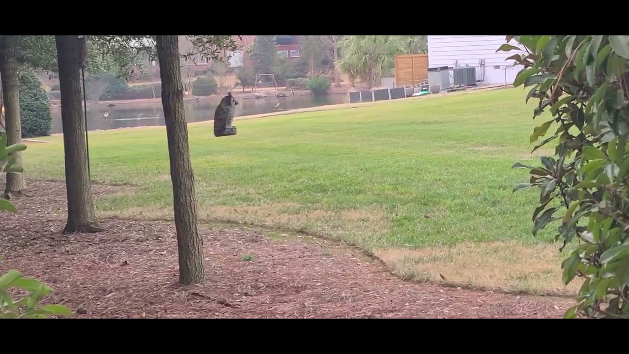 Canadian geese going crazy part one