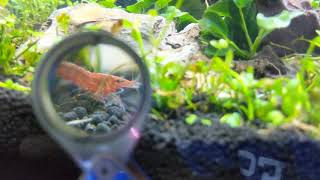 Beginners aquascape Ep.2 New Shrimp and a plant
