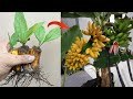 Great skill how to grow banana tree from banana fruit for beginners in 2023