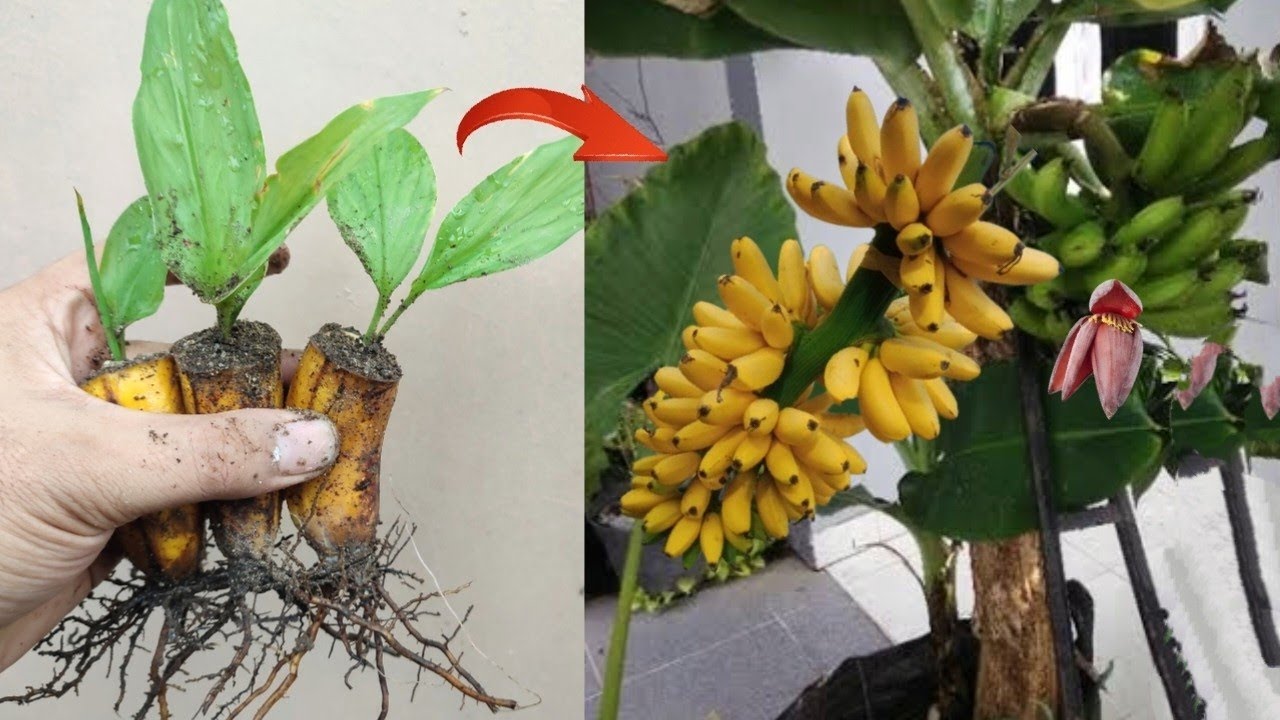 Great Skill how to grow Banana tree from banana fruit for beginners in 2023