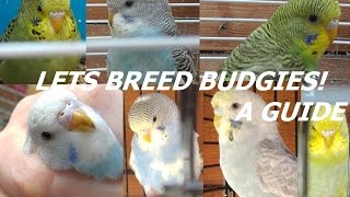 A Guide  How To Breed Budgies in an Aviary!