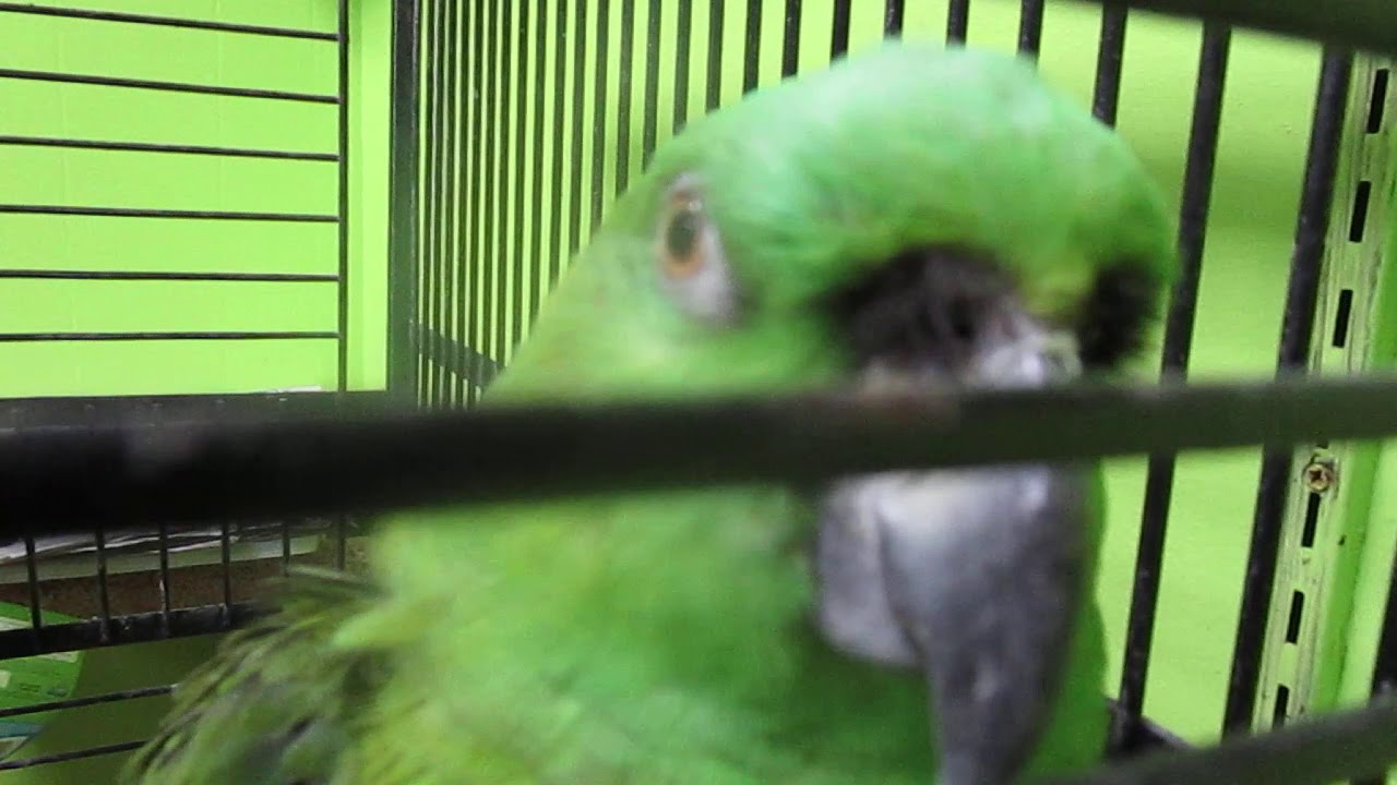 wild things pet store