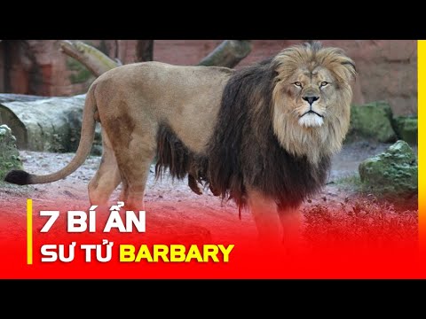 Video: Phân loài đã tuyệt chủng - sư tử Barbary