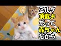 ふたりボッチの子猫がまだまだ赤ちゃんだからミルク頂戴とママタワーをよじ登る【赤ちゃん猫　保護猫】