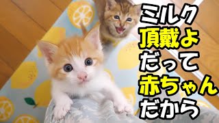 Two botch kittens want to drink milk after eating