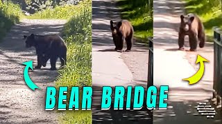 Yearling Bear Spotted Wandering Near Pedestrian Bridge