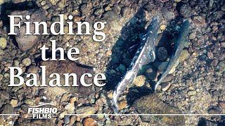 Finding the Balance: A Study on Pulse Flows